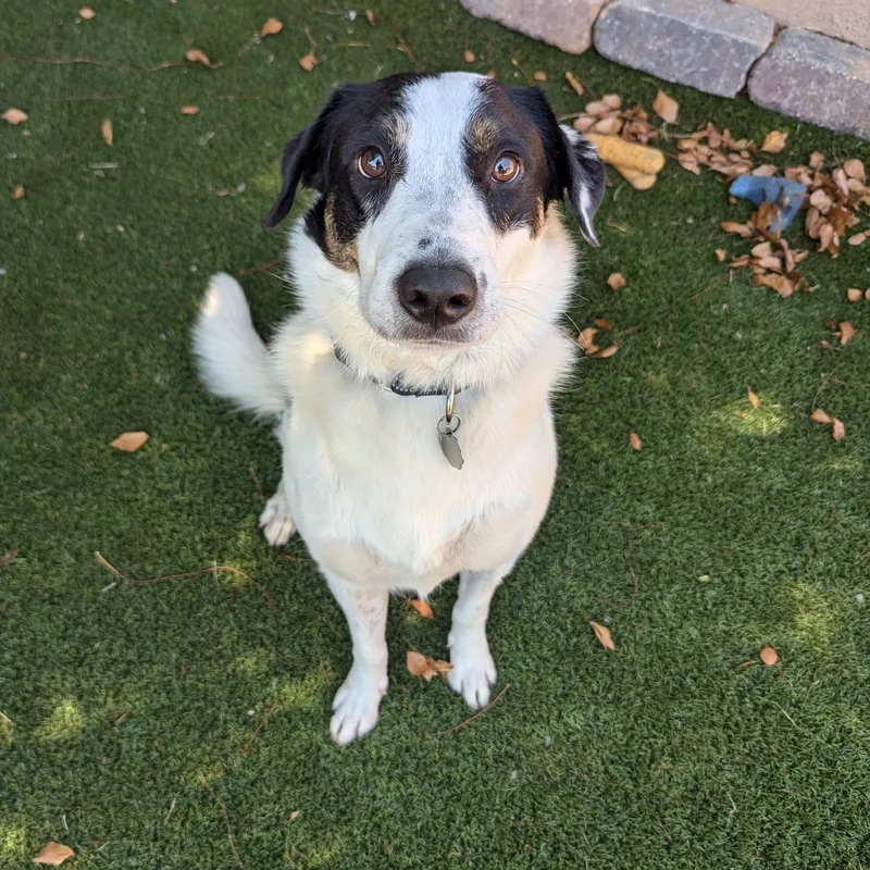 An adult medium-sized male Black Labrador Retriever dog named Stevie for adoption in Phoenix, AZ