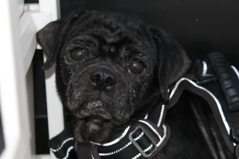 Persephone thumbnail 2