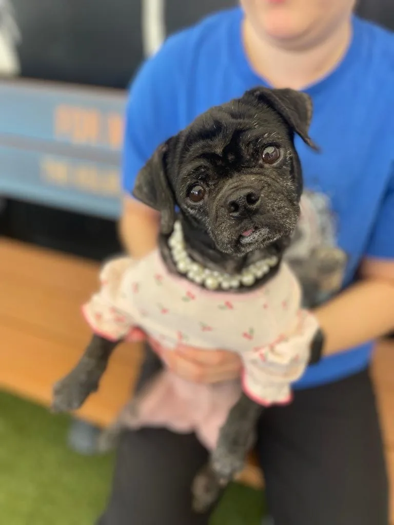 Persephone thumbnail 3