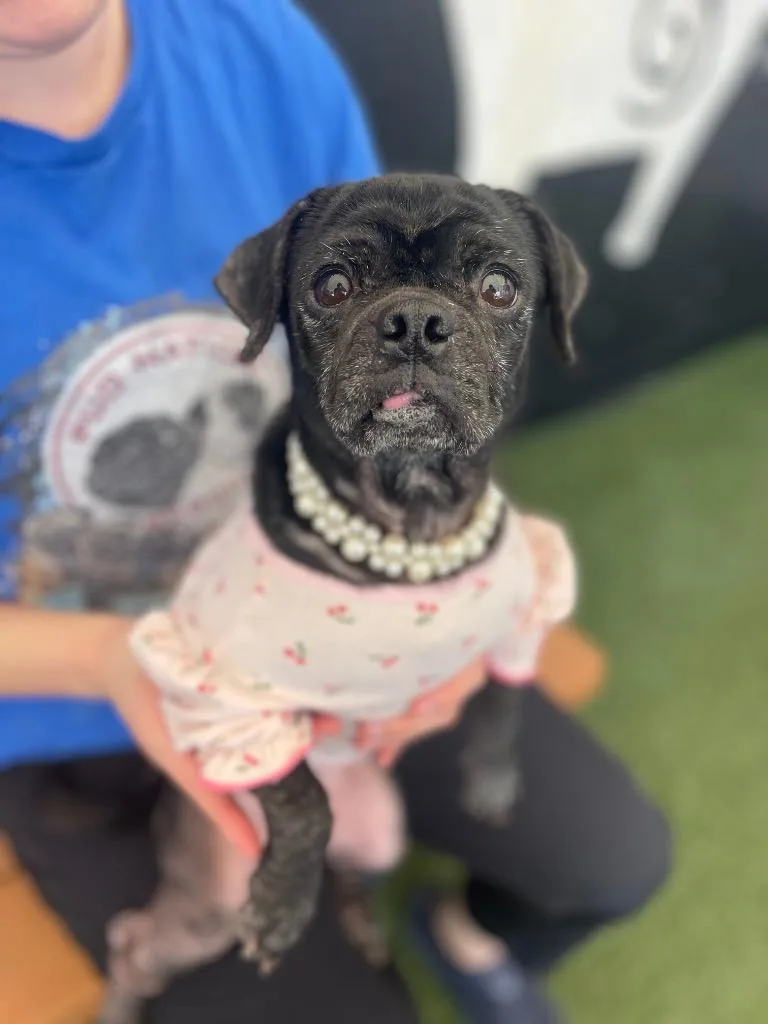 Persephone thumbnail 4