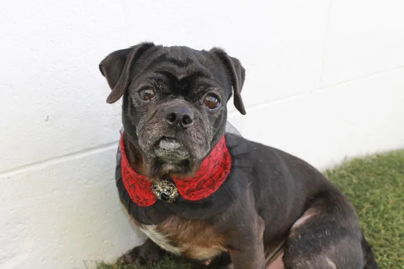 Persephone thumbnail 5