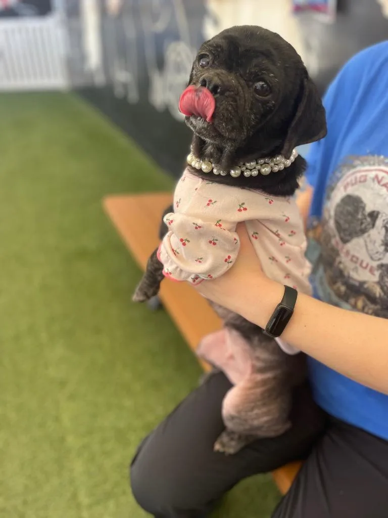 Persephone thumbnail 6