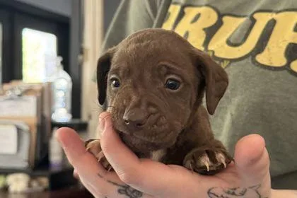 A baby small-sized male Pit Bull Terrier dog named Uno for adoption in Westland, MI