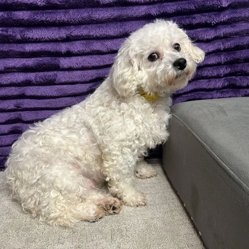 Brilliance thumbnail 2