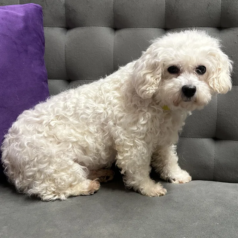 Brilliance thumbnail 4