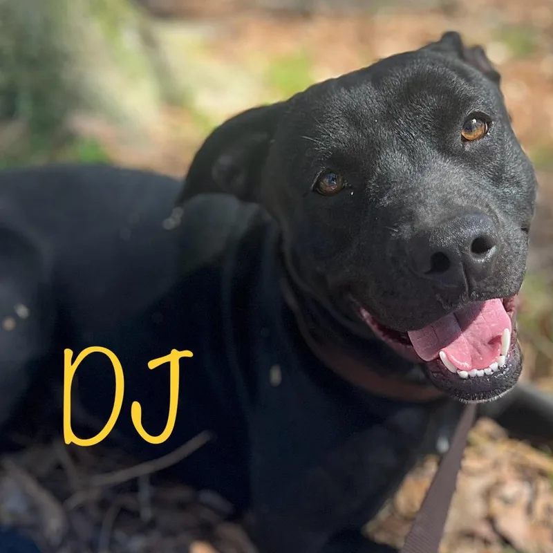 An adult medium-sized female Black Pit Bull Terrier dog named Dj for adoption in Wiggins, MS