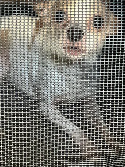 An adult small-sized male Chihuahua dog named Charley for adoption in Dallas, TX