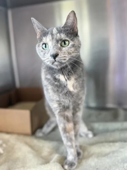 An adult medium-sized female Domestic Short Hair cat named Lottie for adoption in West Chester, PA