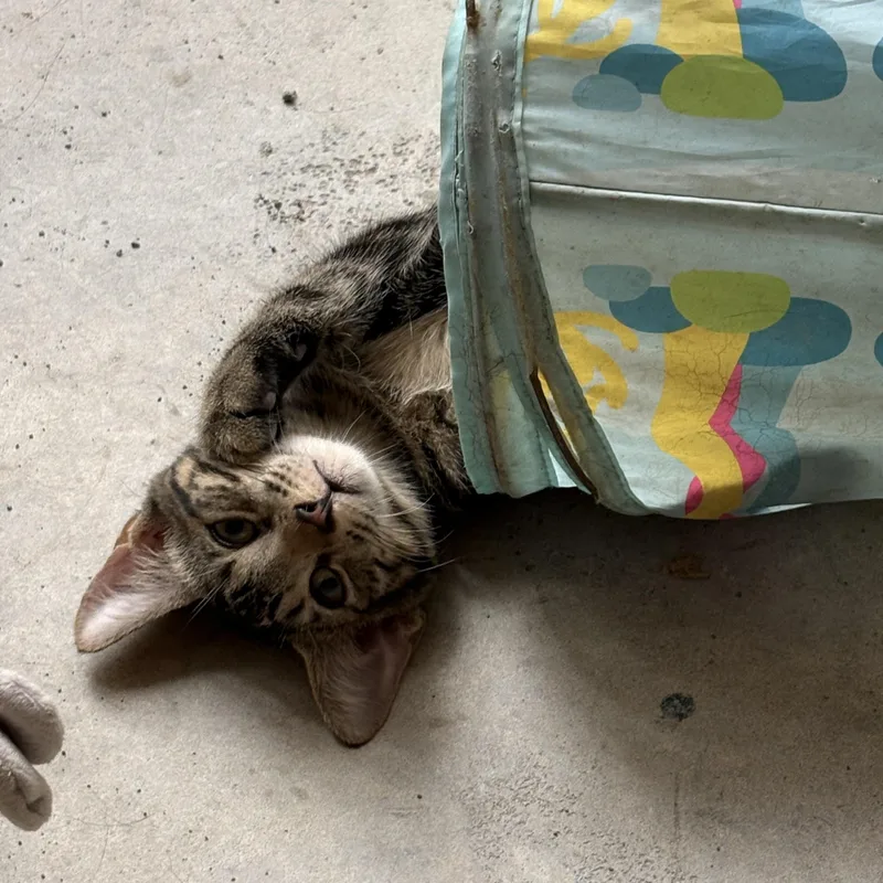 A baby medium-sized male Tabby (Brown / Chocolate) Domestic Short Hair cat named Archer for adoption in Jacksonville, FL