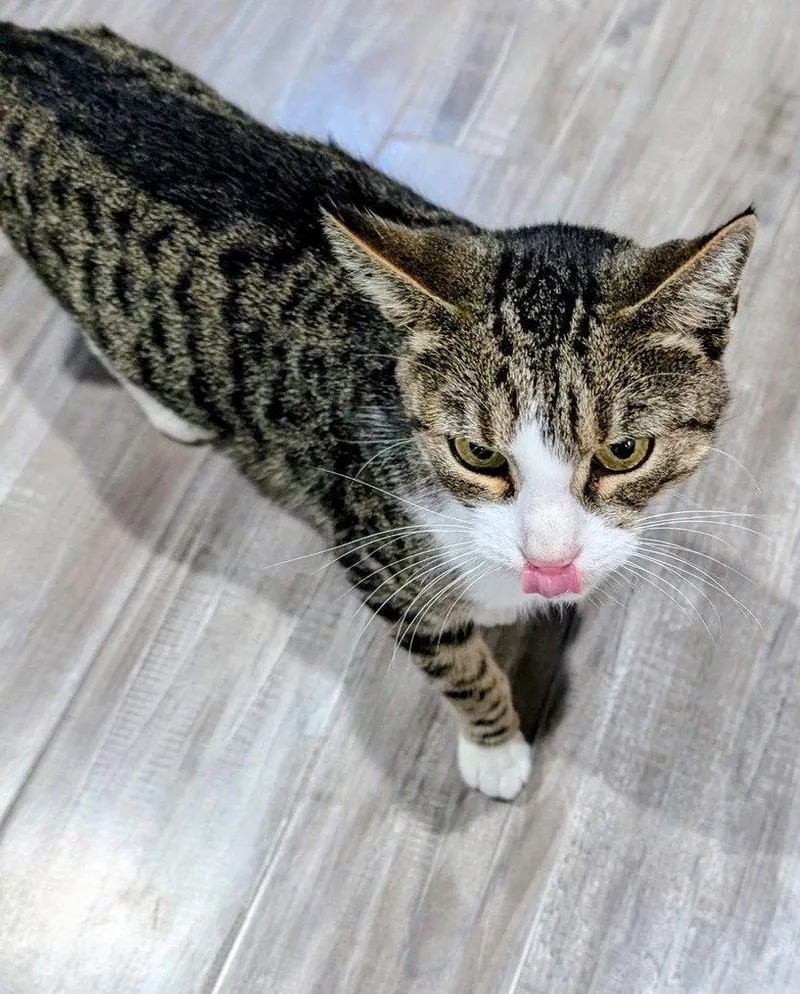 An adult medium-sized female Tabby cat named Hazel for adoption in Island Lake, IL