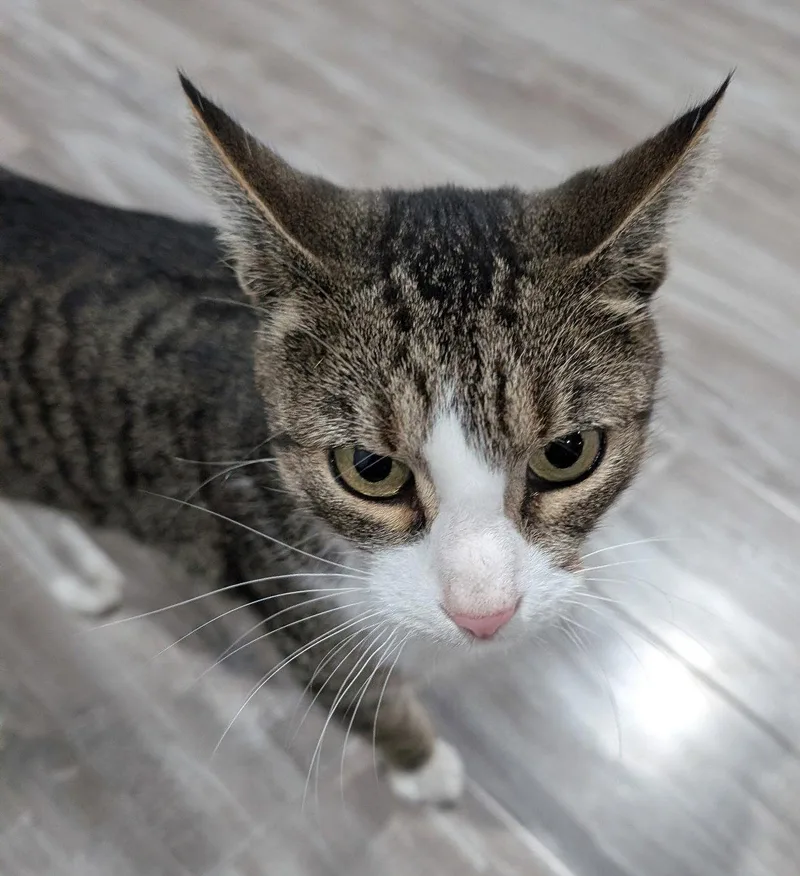 Hazel thumbnail 3