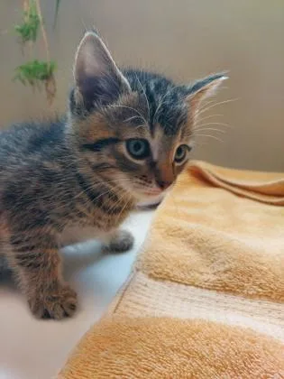 A baby small-sized male Domestic Short Hair cat named Jj for adoption in Fishers, IN
