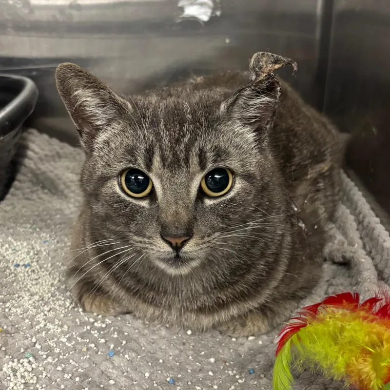 Candyland thumbnail 2