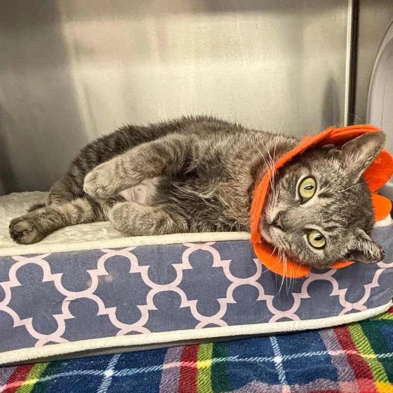 Candyland thumbnail 3