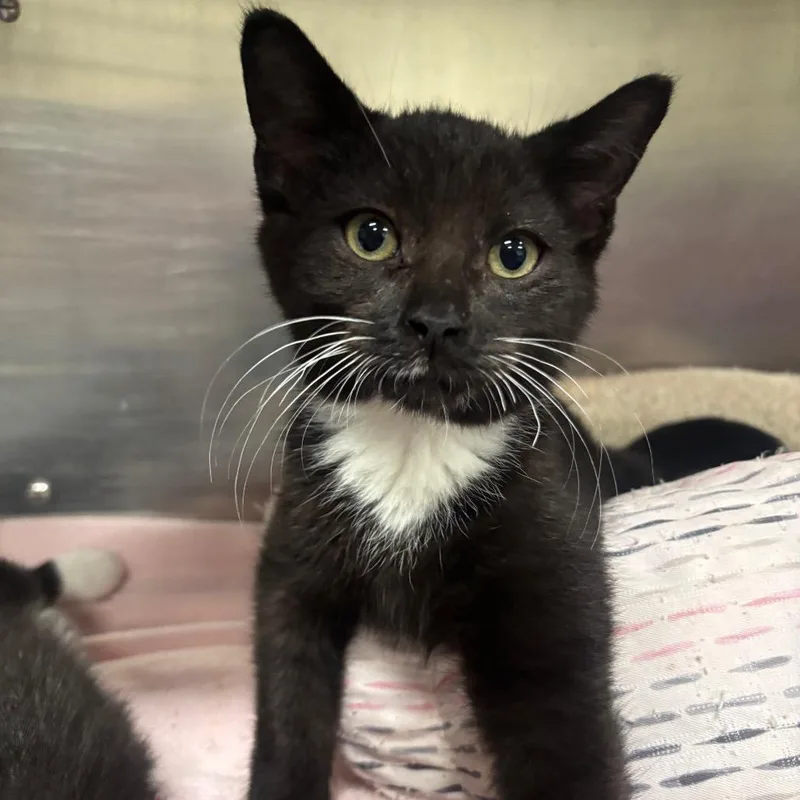 A baby small-sized male Black Domestic Short Hair cat named Fezco C for adoption in Napoleon, OH