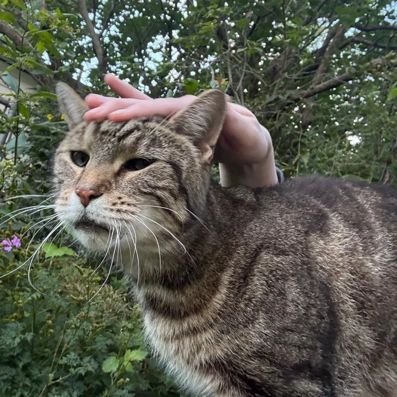 An adult small-sized male Brown / Chocolate Domestic Short Hair cat named FOUND NW Rochester for adoption in Rochester, MN