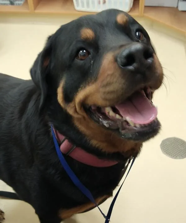 An adult large-sized female Rottweiler dog named Hershey for adoption in Pocatello, ID