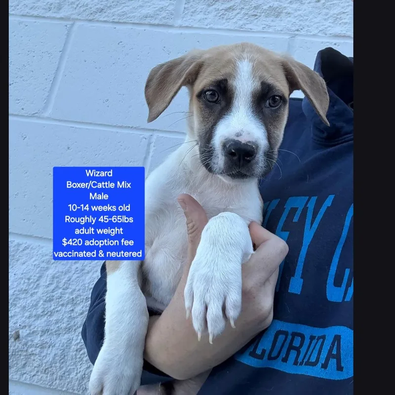 A baby medium-sized male Boxer dog named Wizard for adoption in Oviedo, FL