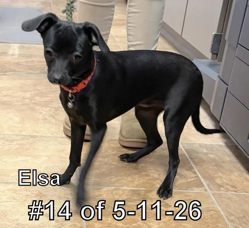 Elsa  Of
