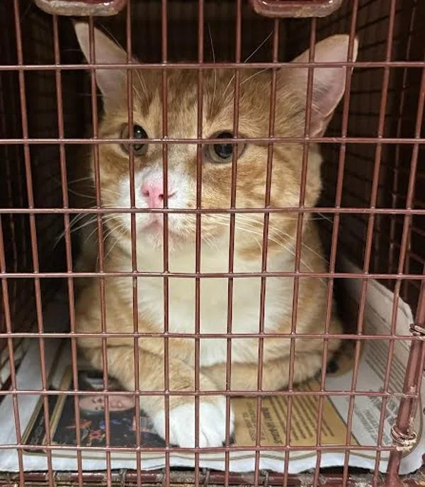An adult small-sized male Domestic Short Hair cat named Patrick for adoption in Austin, TX