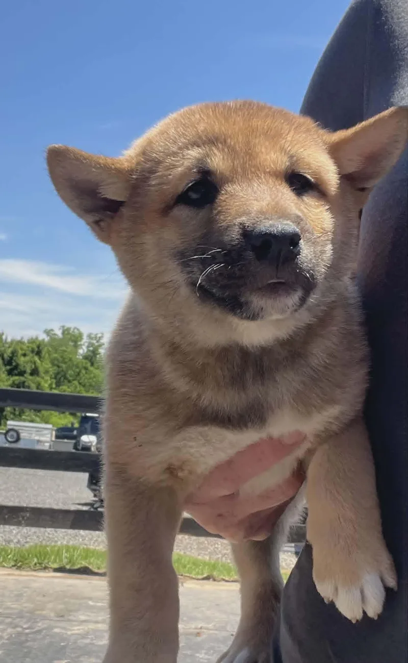 A baby small-sized male Shiba Inu dog named Gravy for adoption in Havertown, PA