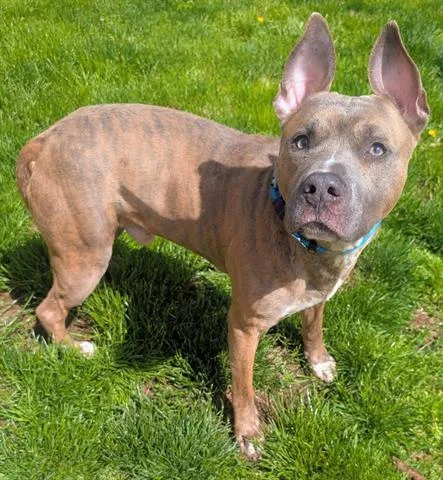 An adult medium-sized male Pit Bull Terrier dog named P Butter for adoption in Akron, OH