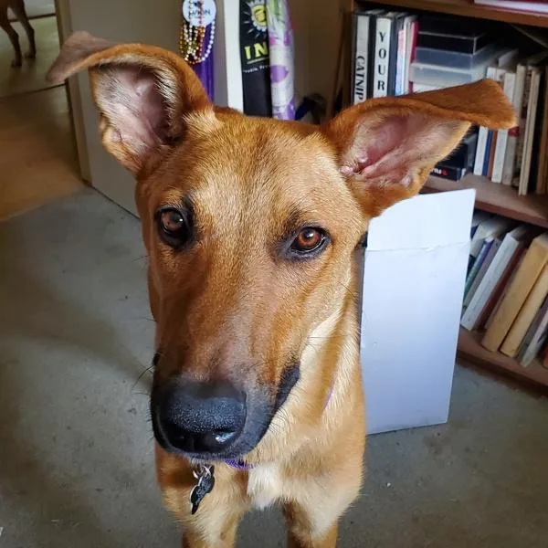 An adult large-sized male German Shepherd Dog dog named Alfred for adoption in Austin, TX