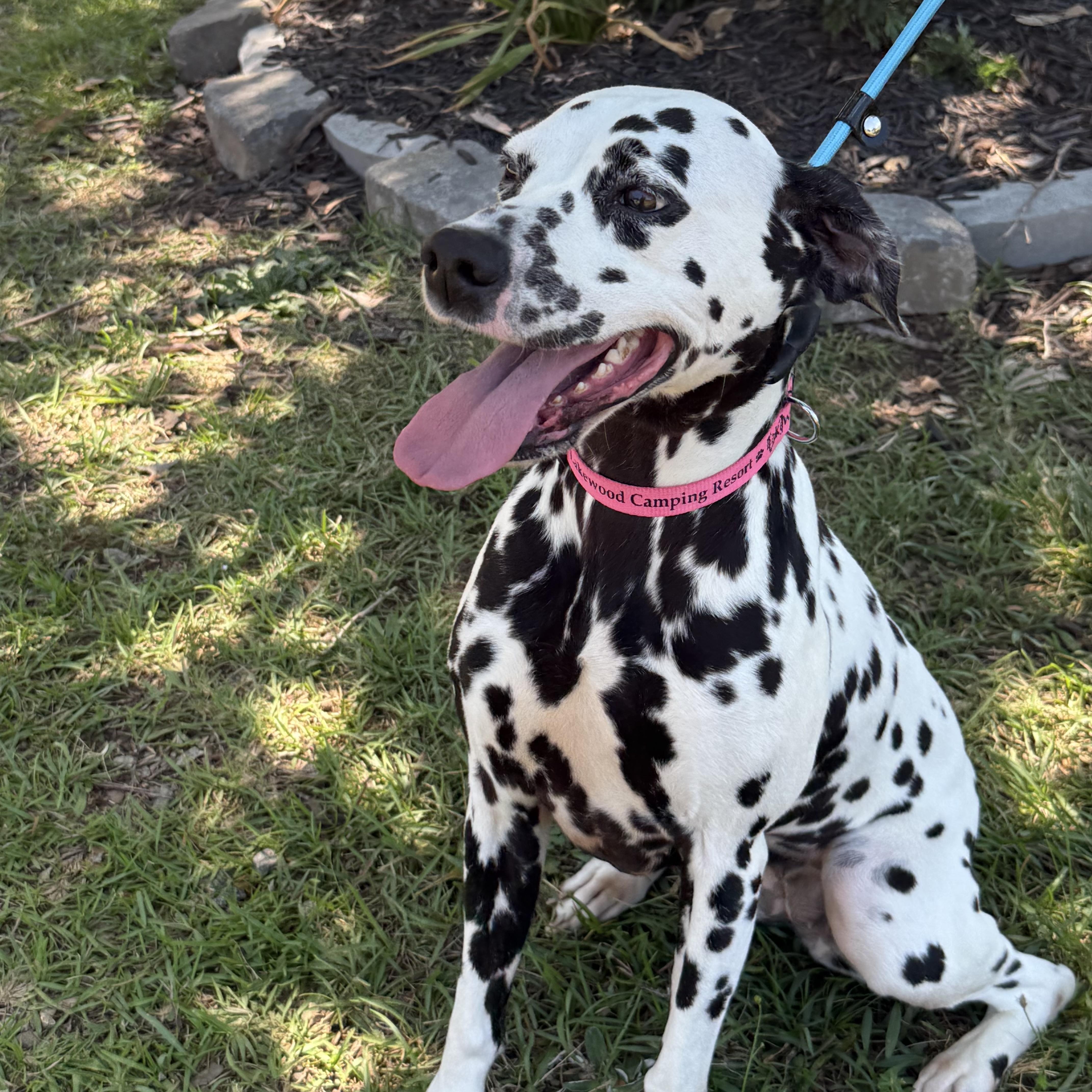 An adult medium-sized female Black Dalmatian dog named Minnie for adoption in Columbia, SC