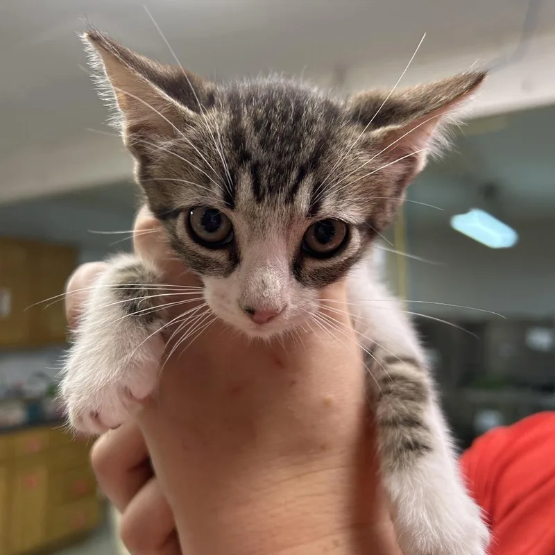 A baby small-sized male Brown / Chocolate Domestic Short Hair cat named Looney for adoption in Leander, TX