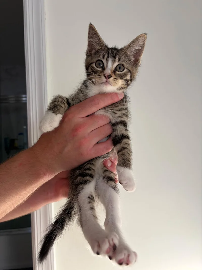 A baby medium-sized male Tabby (Buff / Tan / Fawn) Domestic Short Hair cat named Josh for adoption in Morristown, NJ
