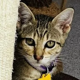 A baby medium-sized female Tabby cat named Jolene  Fun Little for adoption in Hoquiam, WA