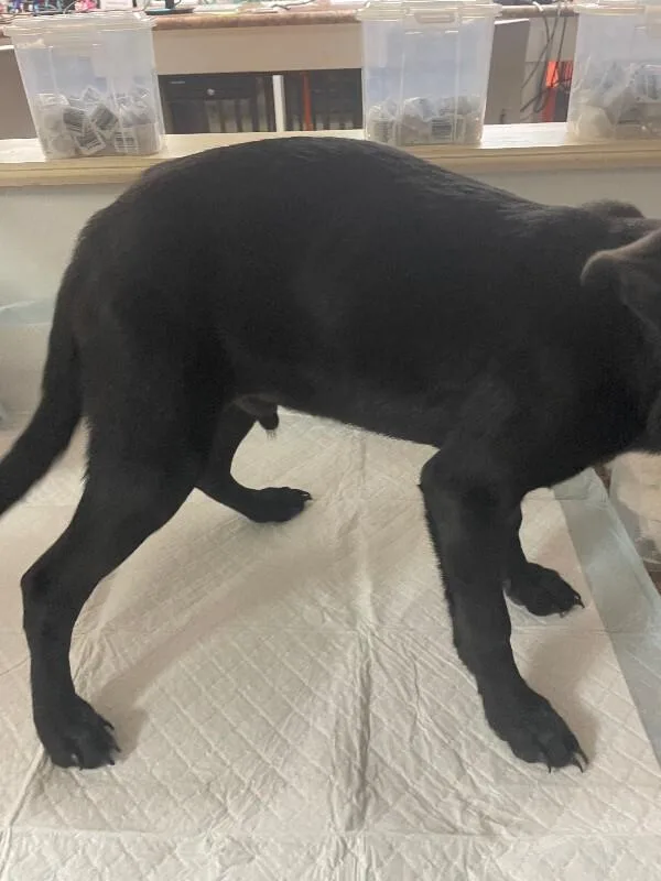 A young medium-sized male Black Mixed Breed dog named Astra for adoption in Cincinnati, OH
