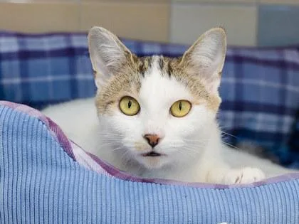 A young small-sized female Domestic Short Hair cat named Zebra for adoption in Longmont, CO
