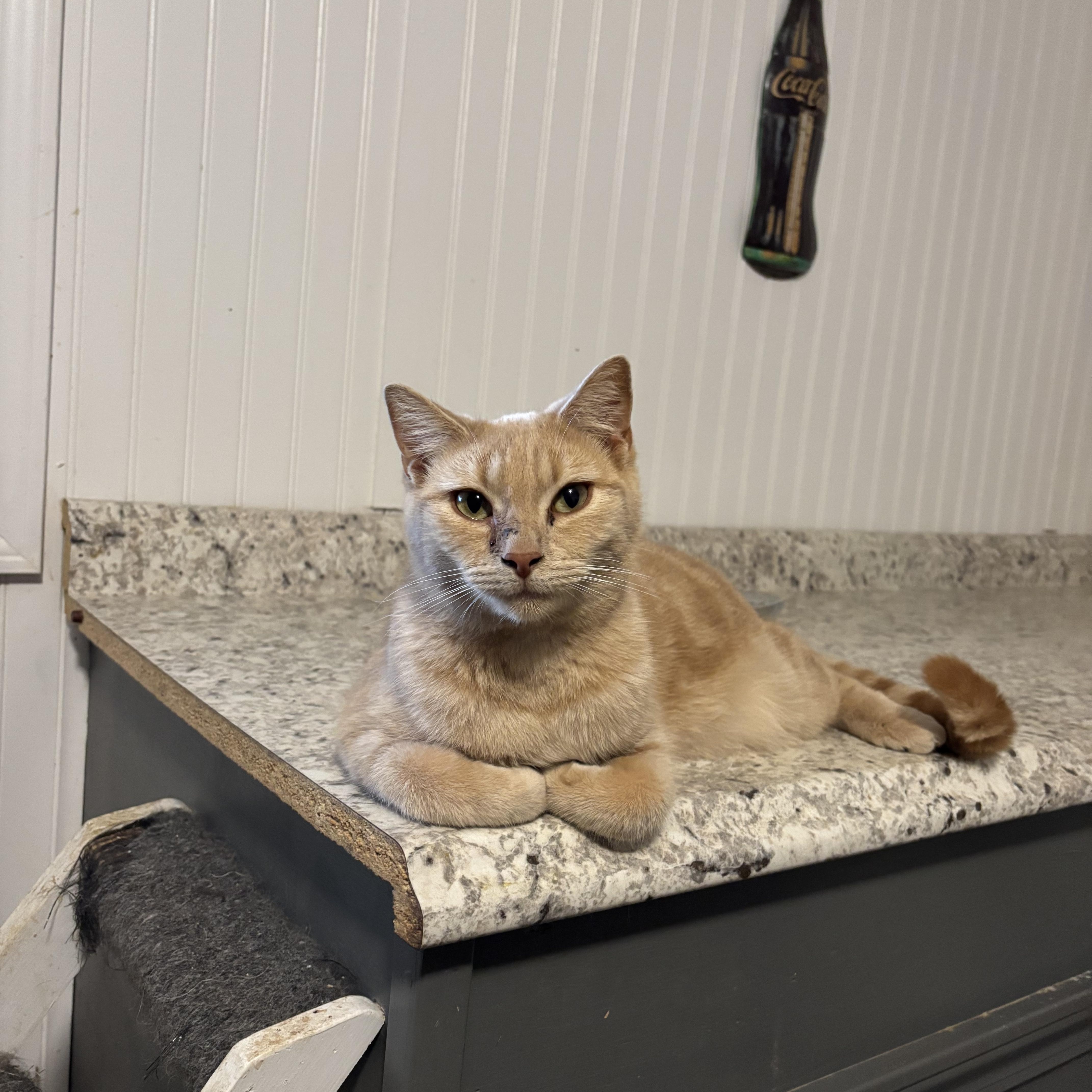 An adult large-sized male Buff / Tan / Fawn Domestic Short Hair cat named Banjo for adoption in Hemingway, SC