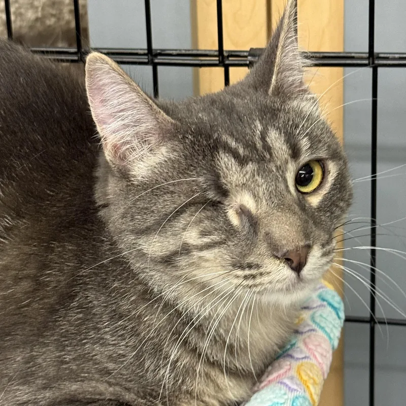 A young small-sized female Tabby (Gray / Blue / Silver) Domestic Short Hair cat named Moon for adoption in Kalama, WA