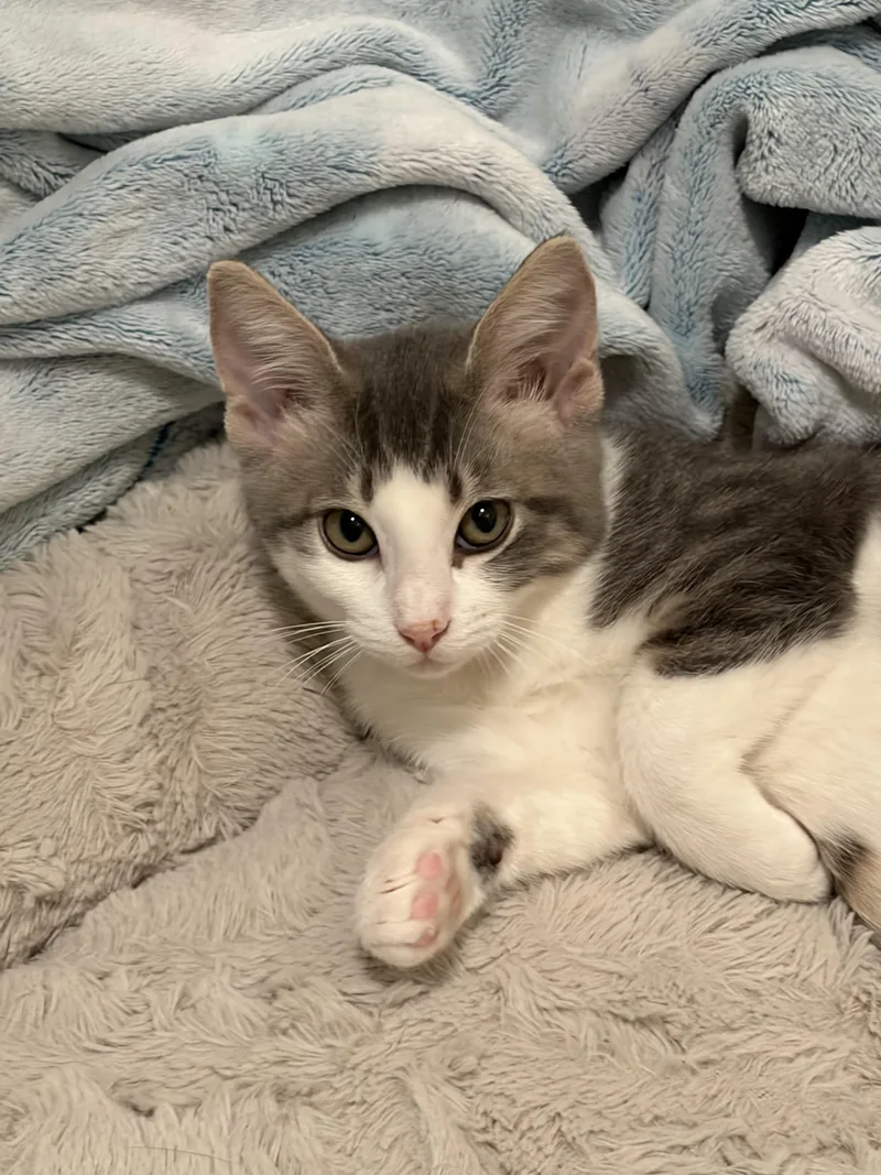 A baby small-sized female Gray & White Domestic Short Hair cat named Jill for adoption in Houston, TX