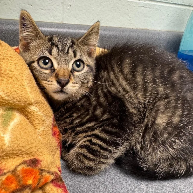 A baby small-sized male Brown / Chocolate Domestic Short Hair cat named Luther for adoption in Waukesha, WI