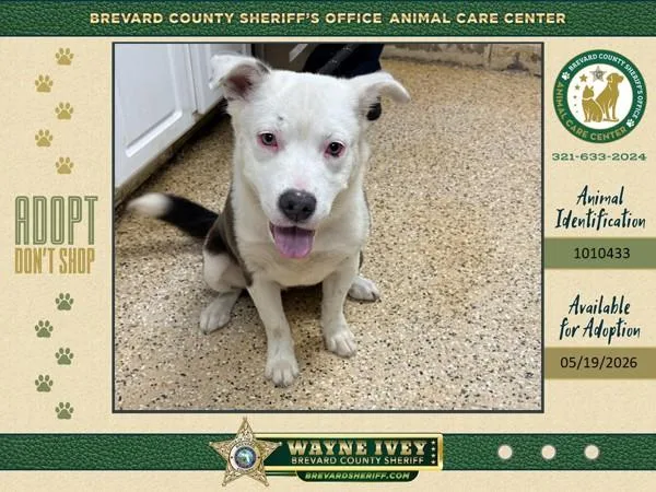 A young medium-sized female Mixed Breed dog named Squirt for adoption in Melbourne, FL