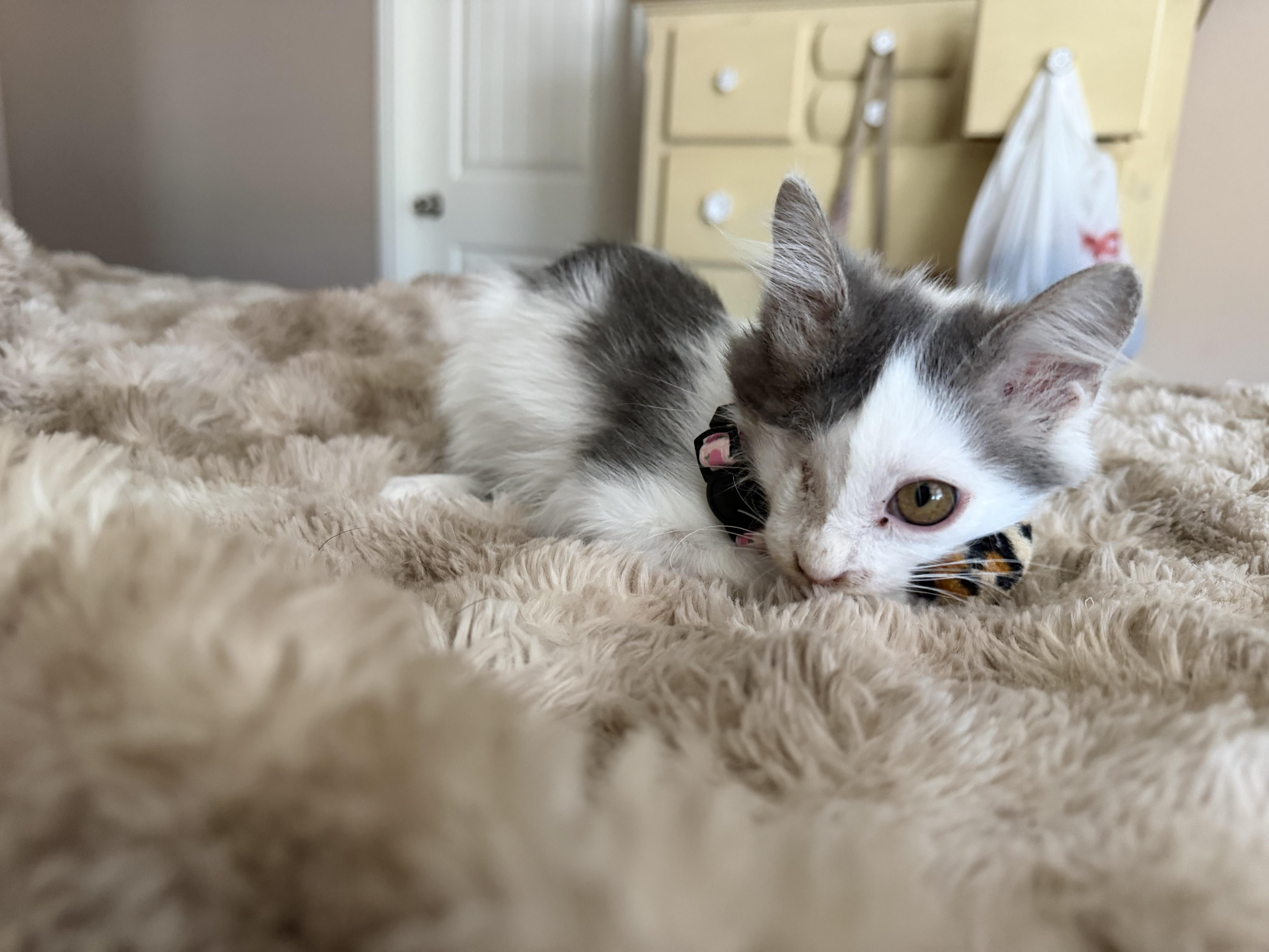 A baby small-sized male Domestic Short Hair cat named Frankie for adoption in Round Rock, TX