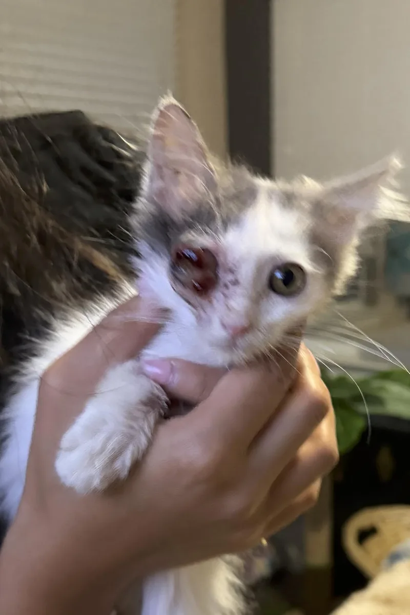 Frankie thumbnail 3