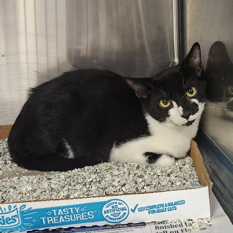 Parmesian thumbnail 2