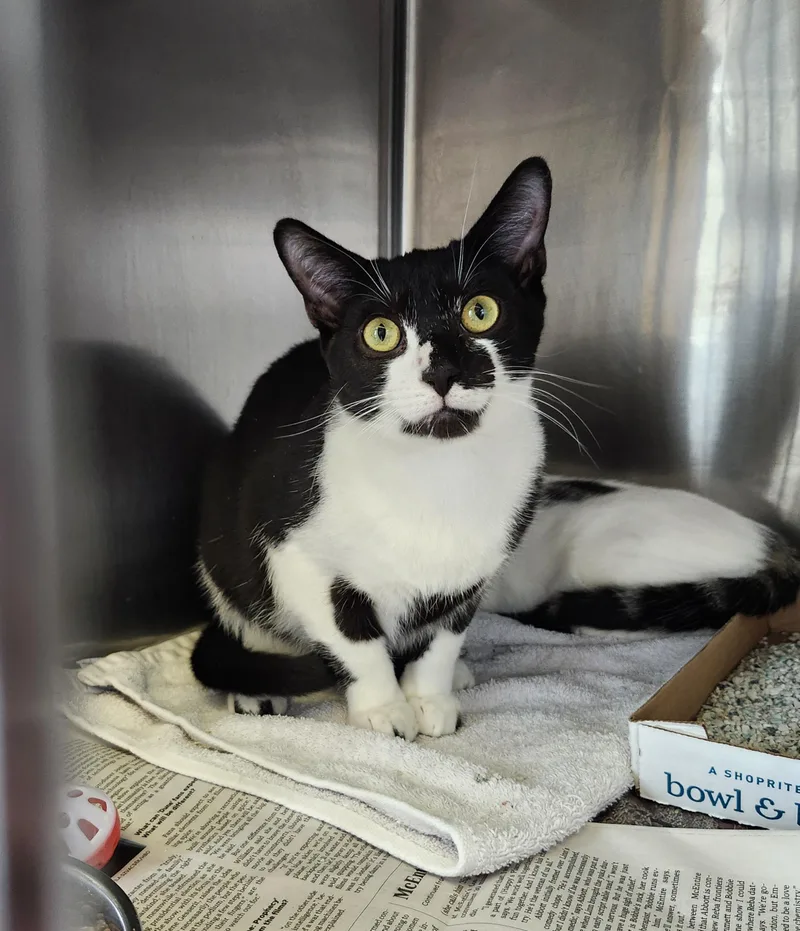 Parmesian thumbnail 3