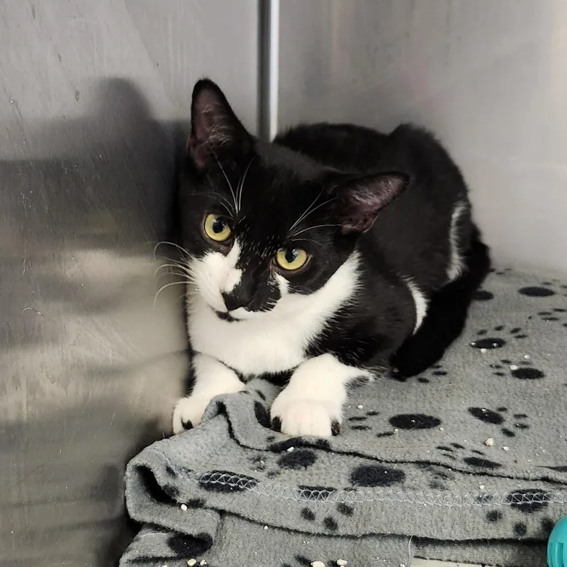 Parmesian thumbnail 4