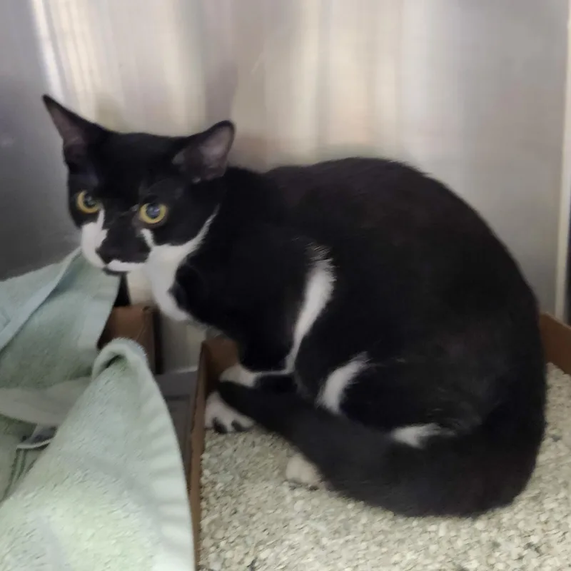 Parmesian thumbnail 5