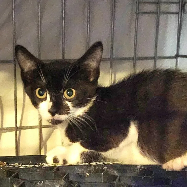 Parmesian thumbnail 6