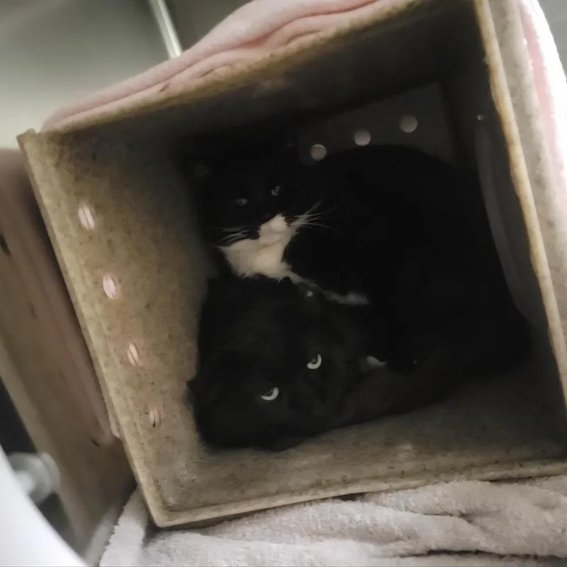 An adult medium-sized male Black Domestic Long Hair cat named SarahWC for adoption in Grand Rapids, MI