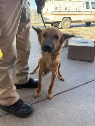 A baby medium-sized male Yellow / Tan / Blond / Fawn Shepherd dog named Apollo for adoption in El Paso, TX