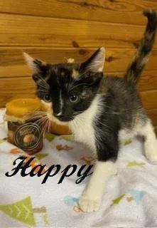 A baby medium-sized female Calico cat named Happy for adoption in Southern Pines, NC