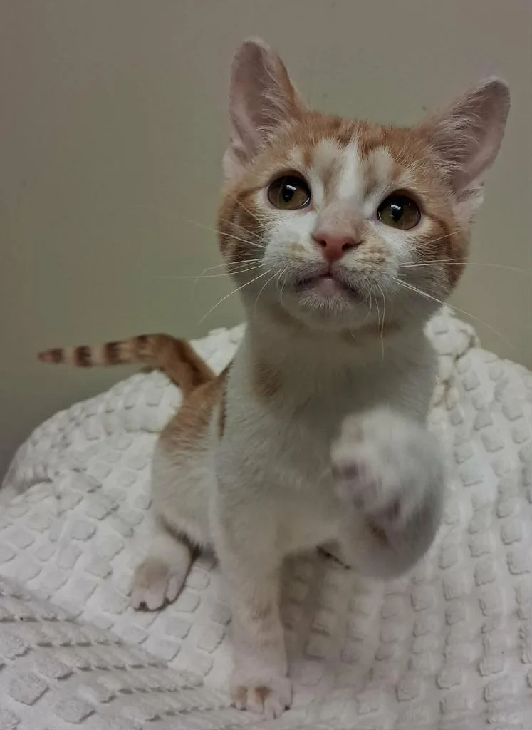 A baby small-sized female Domestic Short Hair cat named Eve for adoption in Fremont, OH