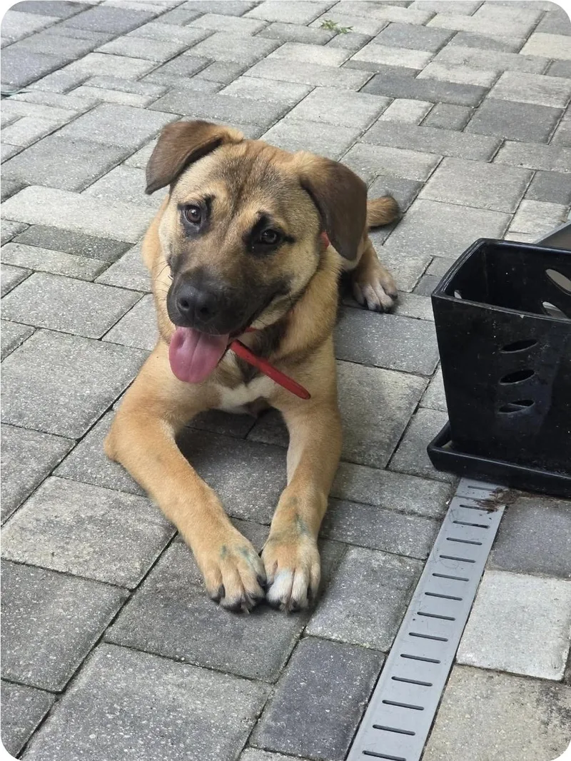 A young medium-sized female German Shepherd Dog dog named Tina for adoption in Melbourne , FL